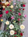 多彩月季花绽放