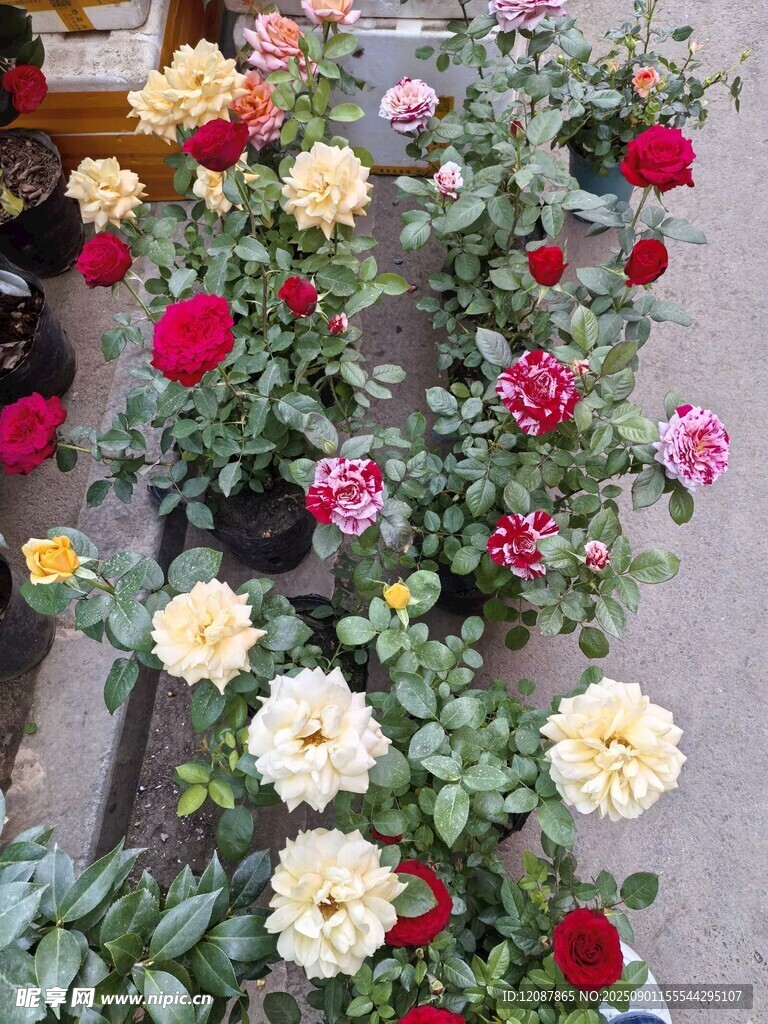 多彩月季花绽放