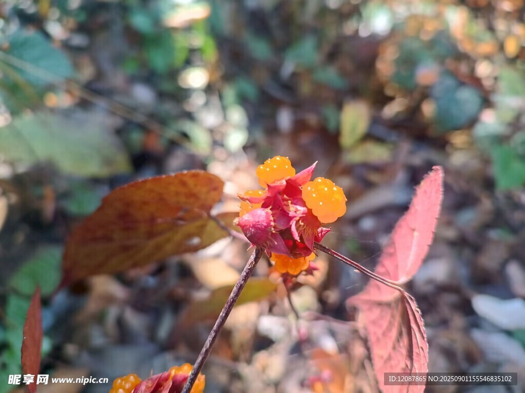 树莓
