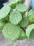 新鲜莲蓬