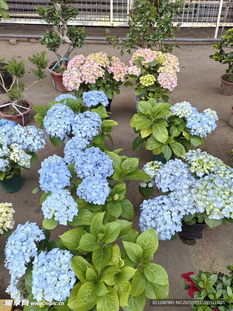 多彩绣球花盆栽景观