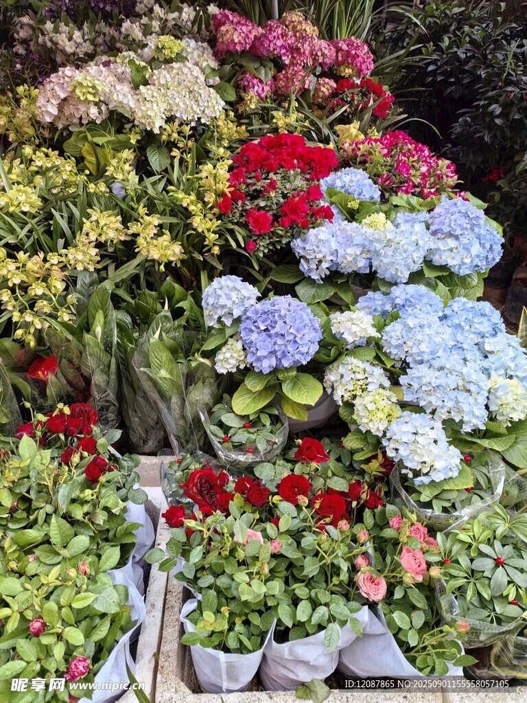 多彩绣球花盆栽展示