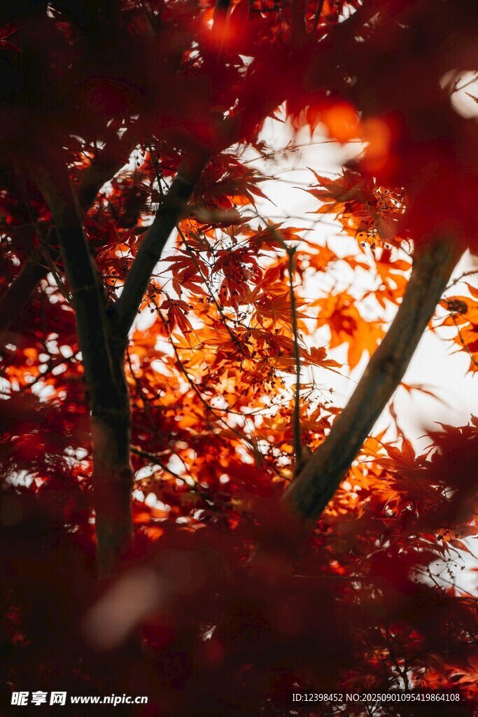 秋日红枫美景