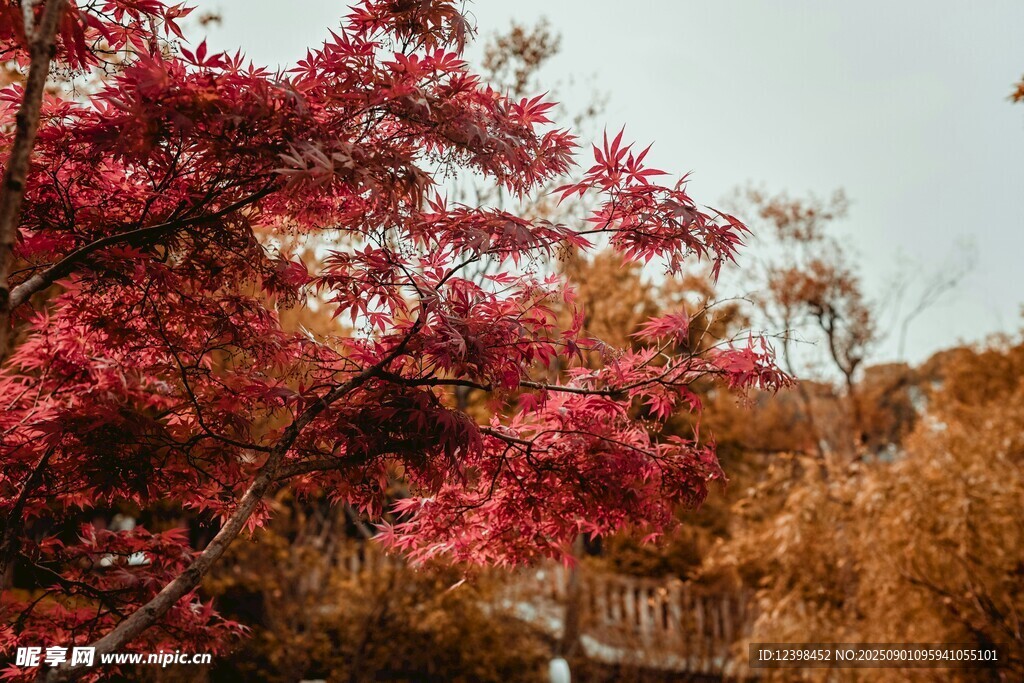 秋日红叶美景