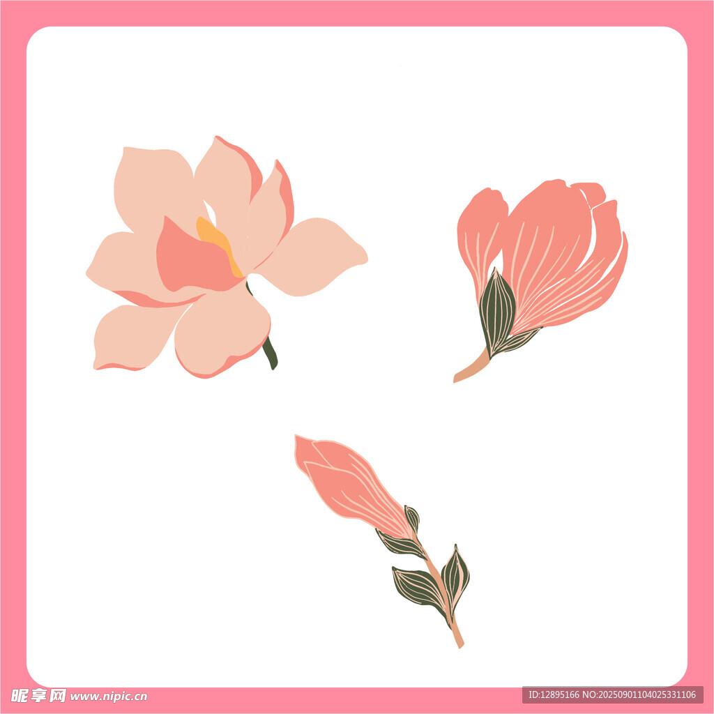 三朵粉色玉兰花插画