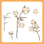 手绘棉花植物素材图
