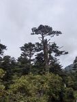 山林中的挺拔松树