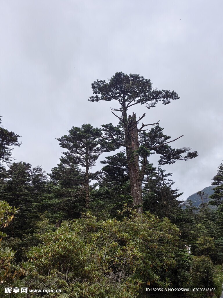 山林中的挺拔松树