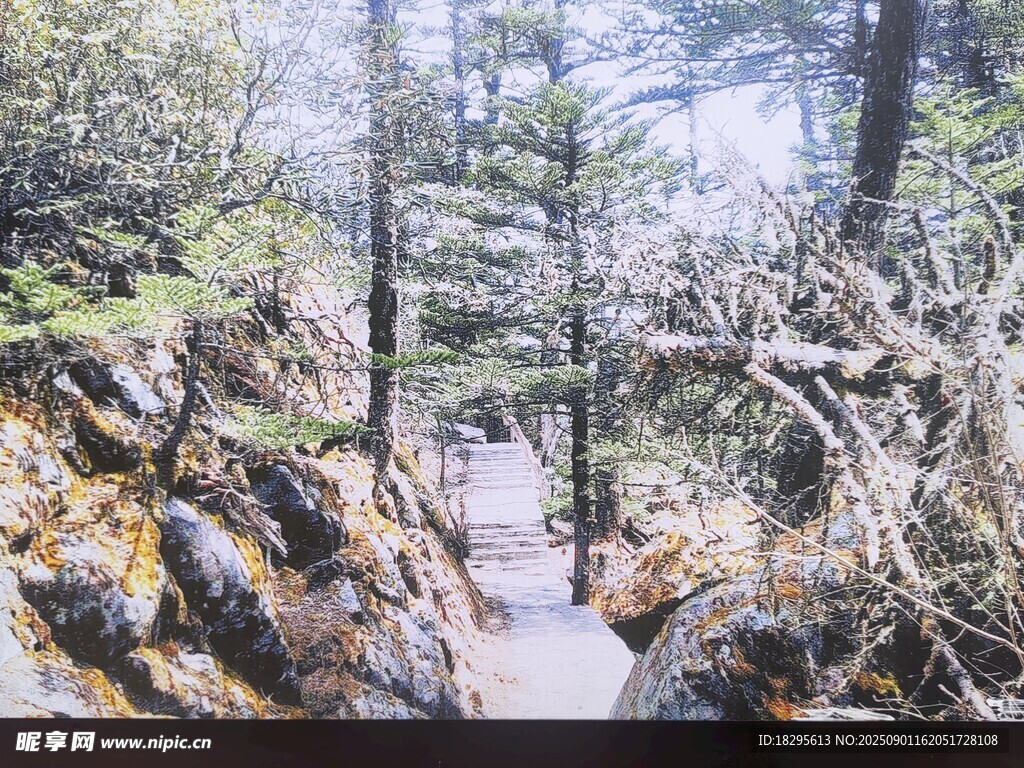 山间小径  冬日森林景致
