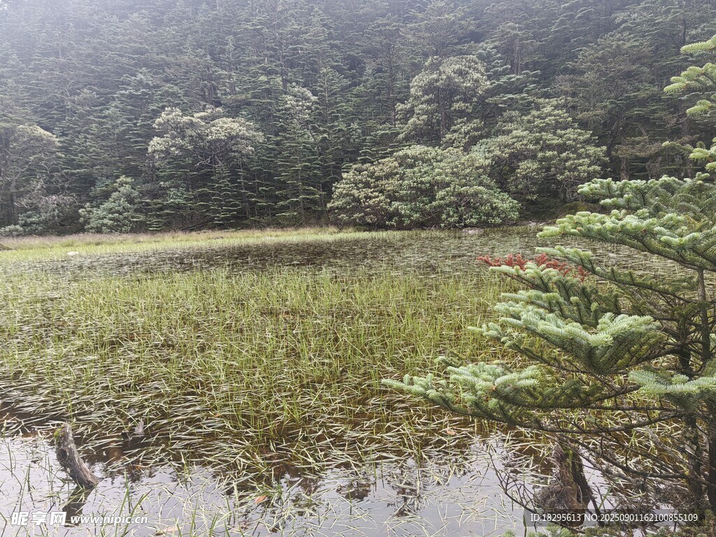 山间湿地景观