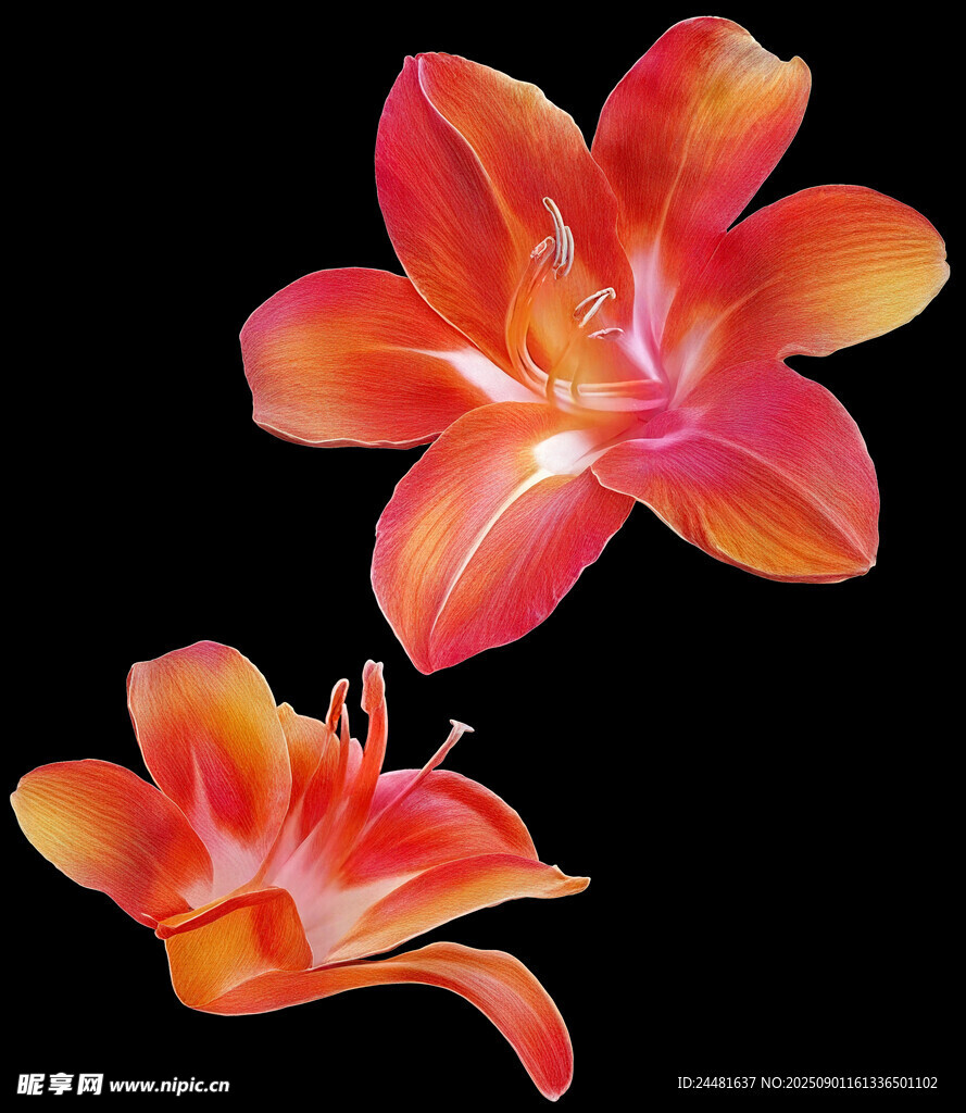 两朵艳丽橙红色百合花