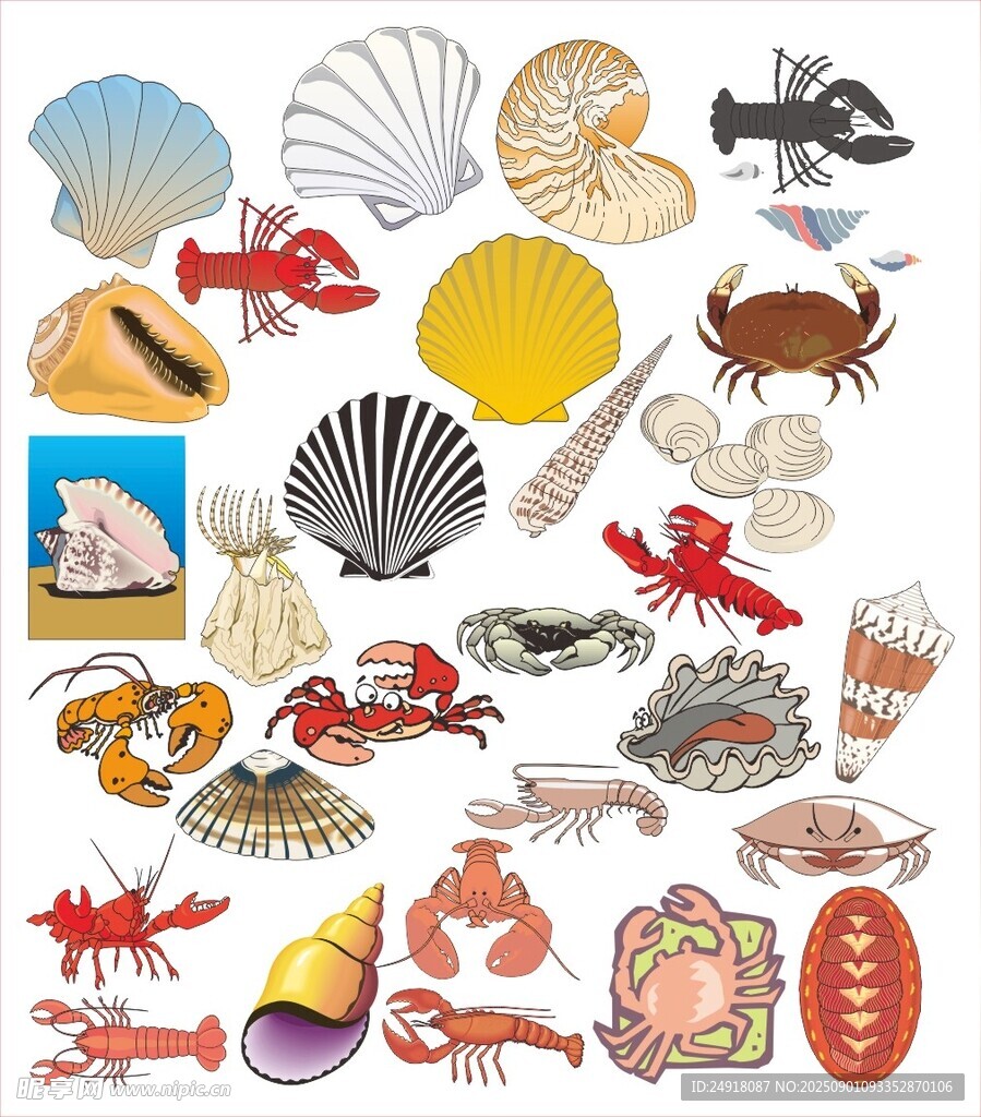 海洋生物与贝壳图标集合