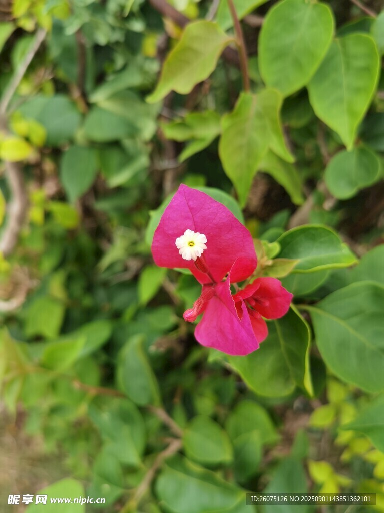 娇艳红花朵绽于绿叶间