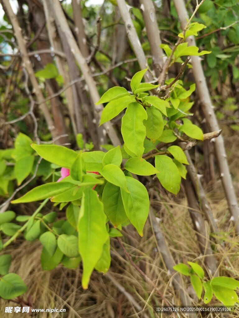 嫩绿藤蔓缠绕枯枝干