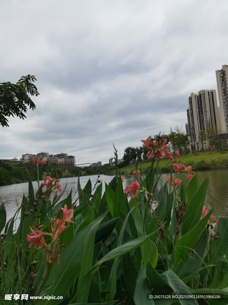 河畔绿植与远处高楼景致