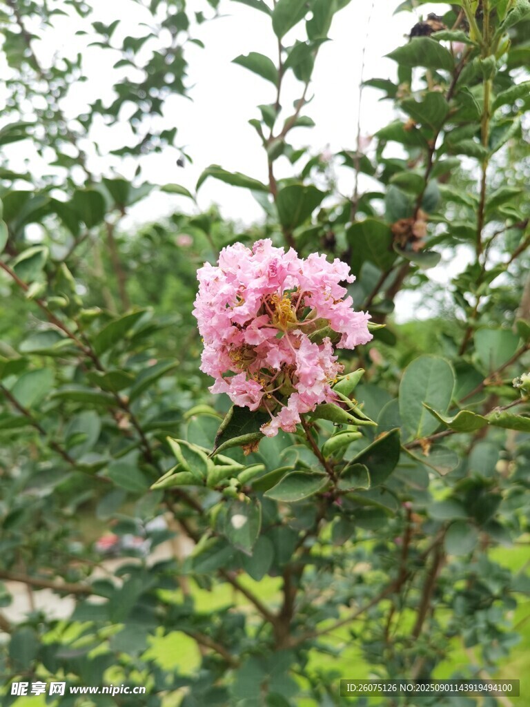 娇艳绽放的粉色紫薇花