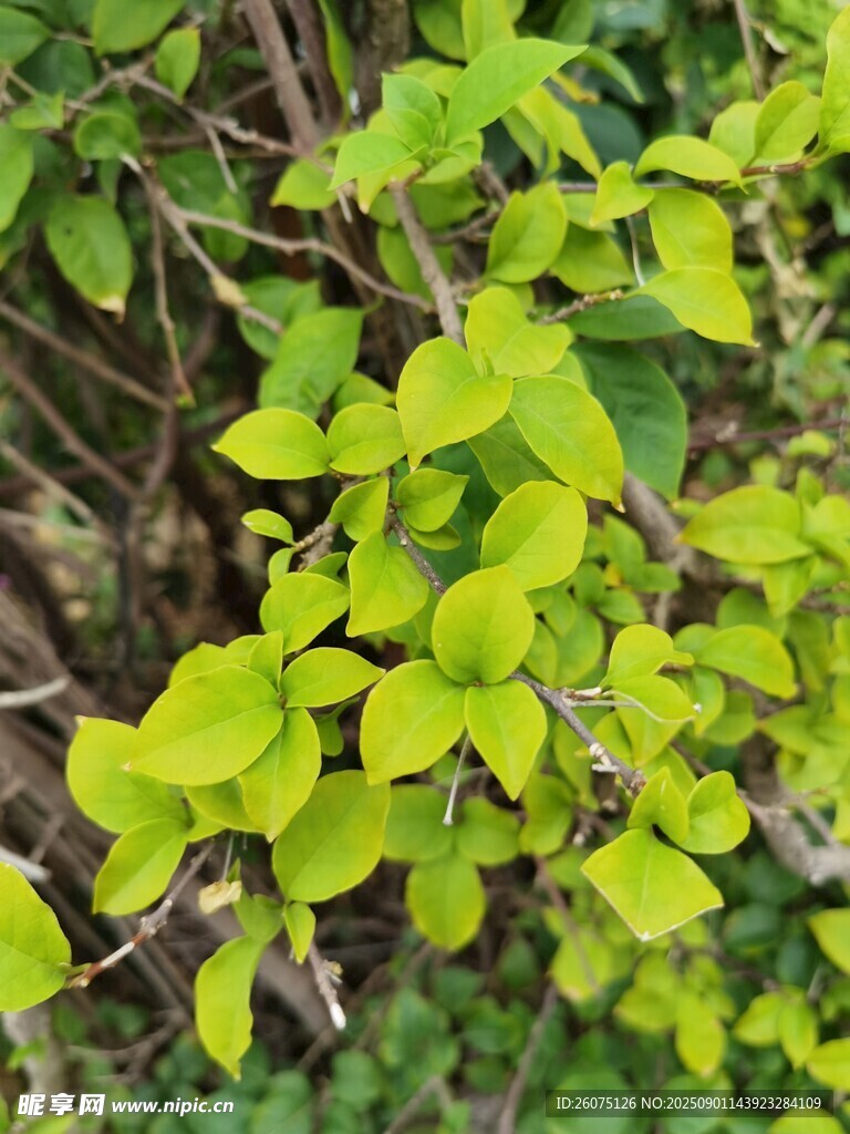 嫩绿叶片的繁茂植物
