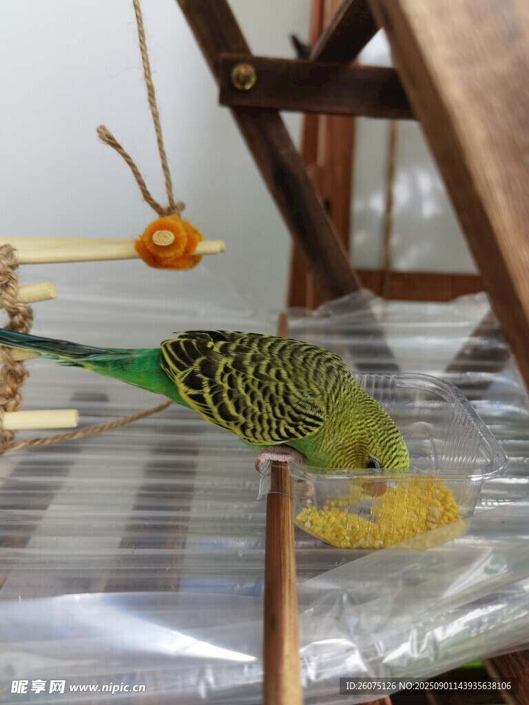 绿鹦鹉站在木杆上进食