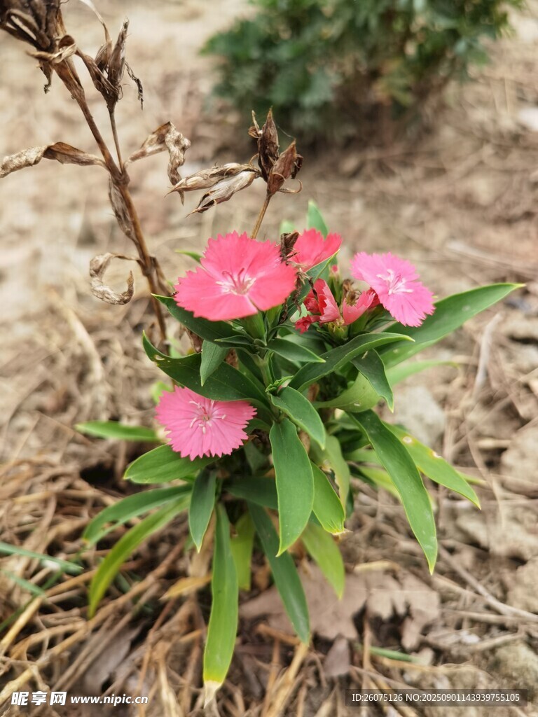 娇艳粉色小花绽放于地