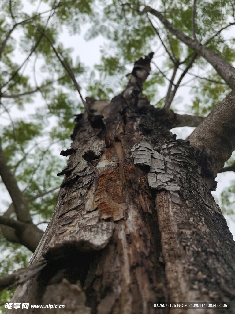 古老大树的沧桑树干