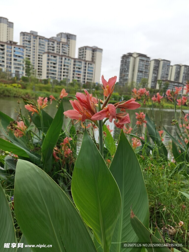 城市边绽放的艳丽美人蕉