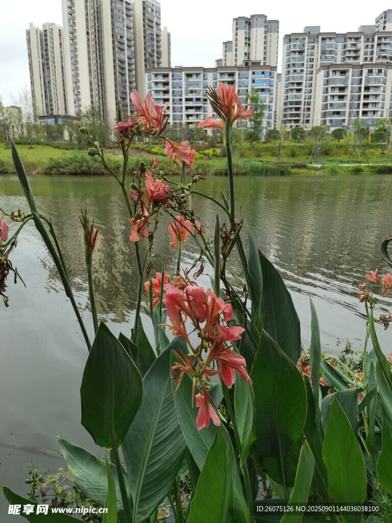 河畔绽放的艳丽美人蕉花卉