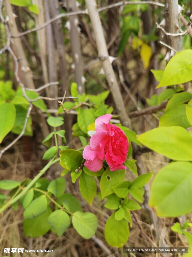 草丛中的娇艳粉色蔷薇花朵