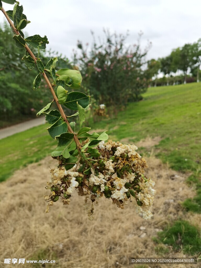 枯萎紫薇花特写