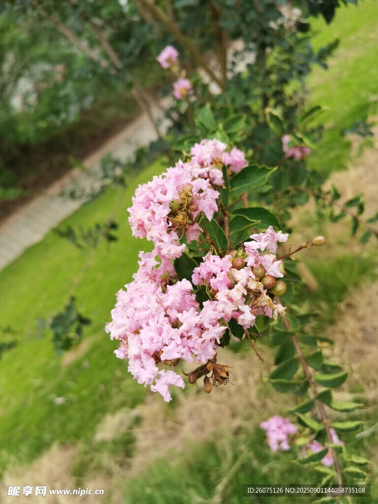 绽放的粉色紫薇花