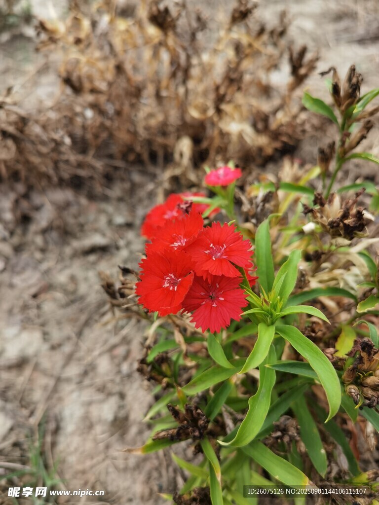 泥土中绽放的艳丽红花