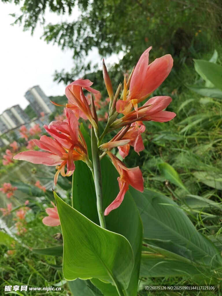 娇艳美人蕉绽放于绿野