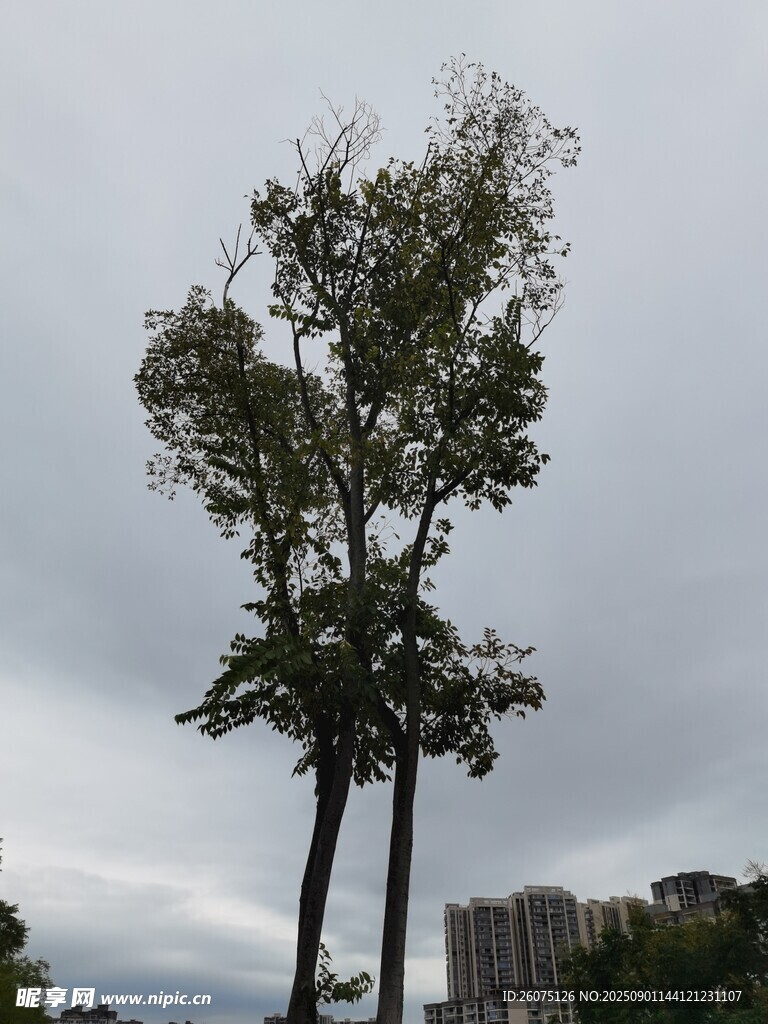 孤树挺立天空下