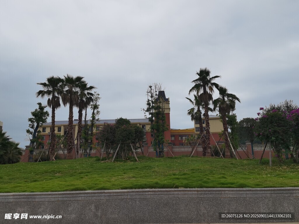 城市绿地旁的棕榈树景观