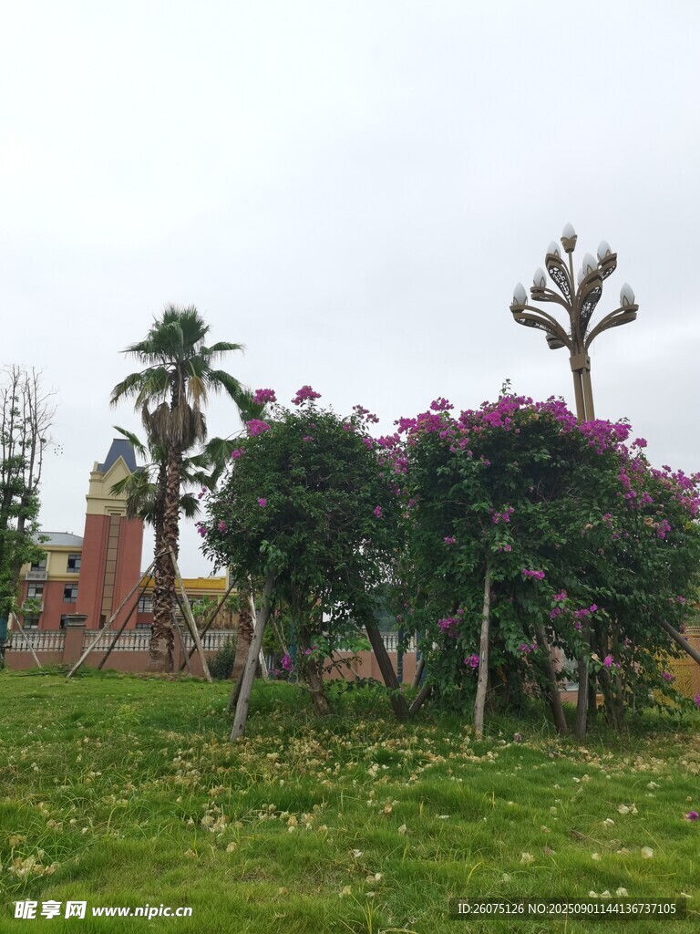 花园中的多彩植物景观