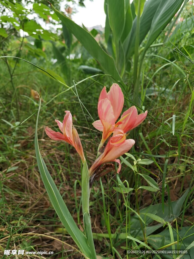 草丛中的艳丽粉色美人蕉花朵