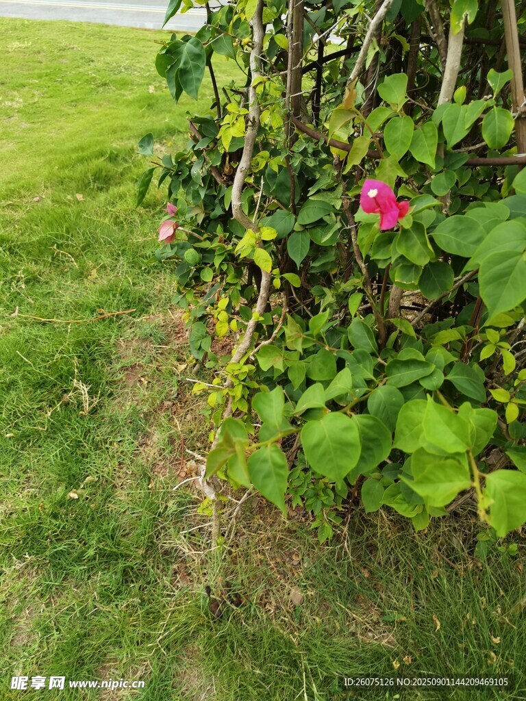 草丛中的娇艳花卉