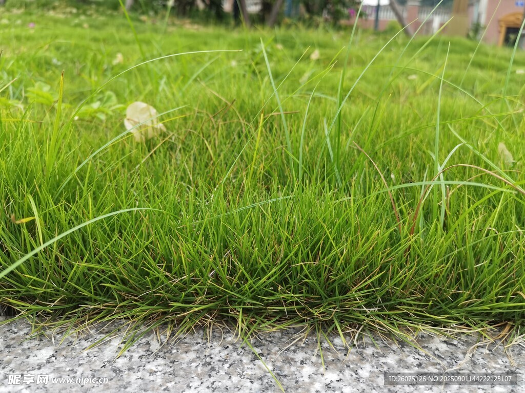 路边翠绿茂盛的青草