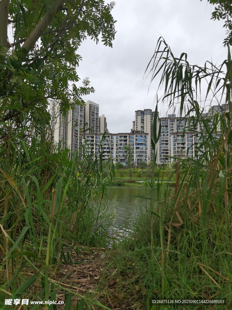 湖畔绿植与远处高楼景观