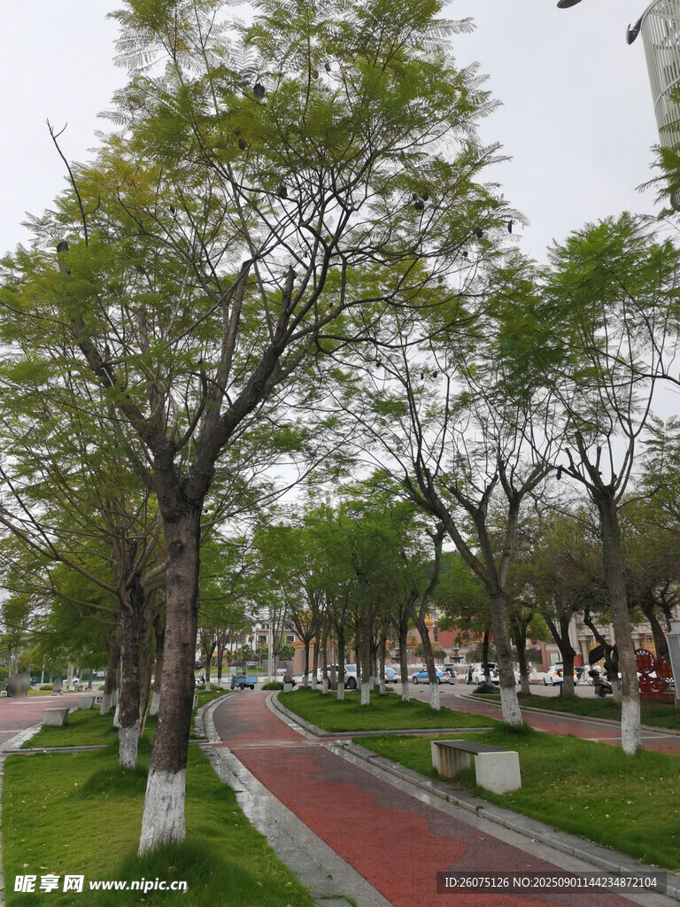 城市林荫下的红色步道