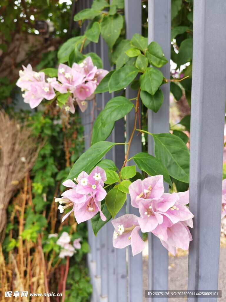 栅栏旁绽放的粉色三角梅