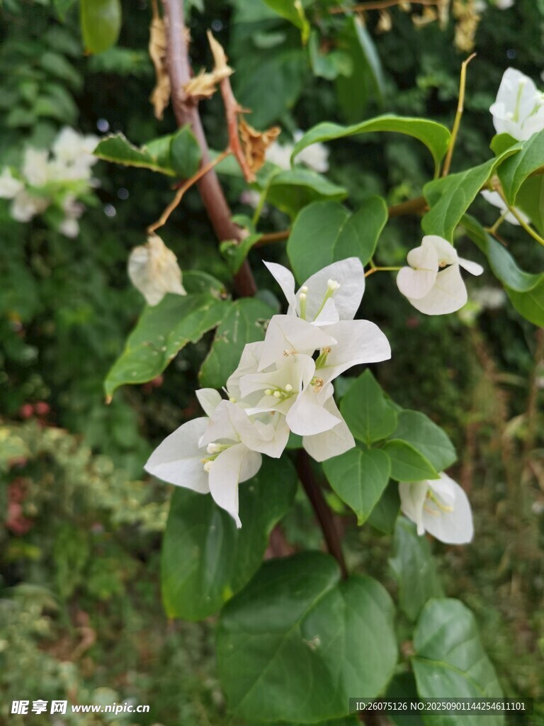 白色小花绽放绿叶间
