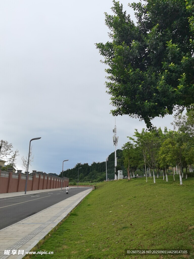道路旁的绿意景观