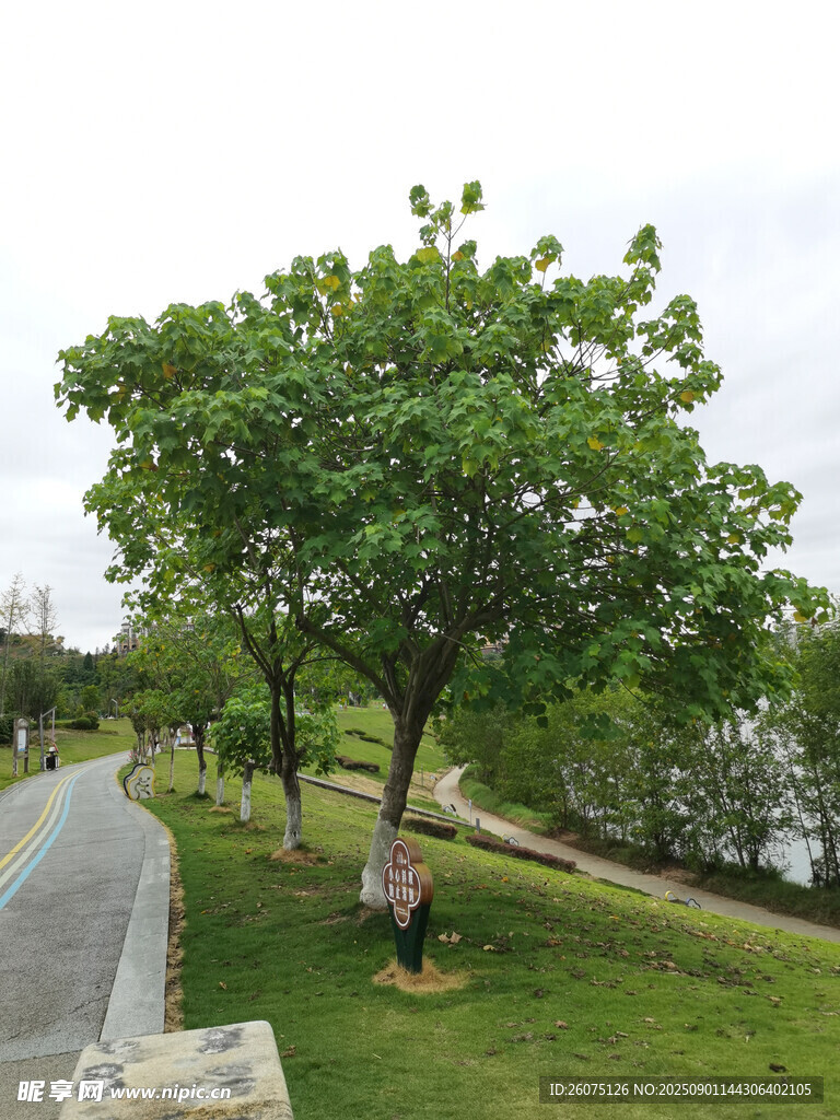 公园绿荫下的休闲场景