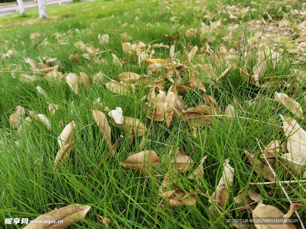 草地上的枯黄落叶
