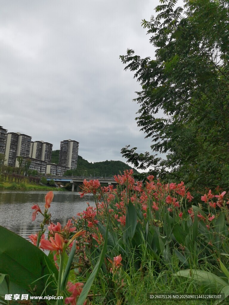 湖畔红花绿树与远处建筑
