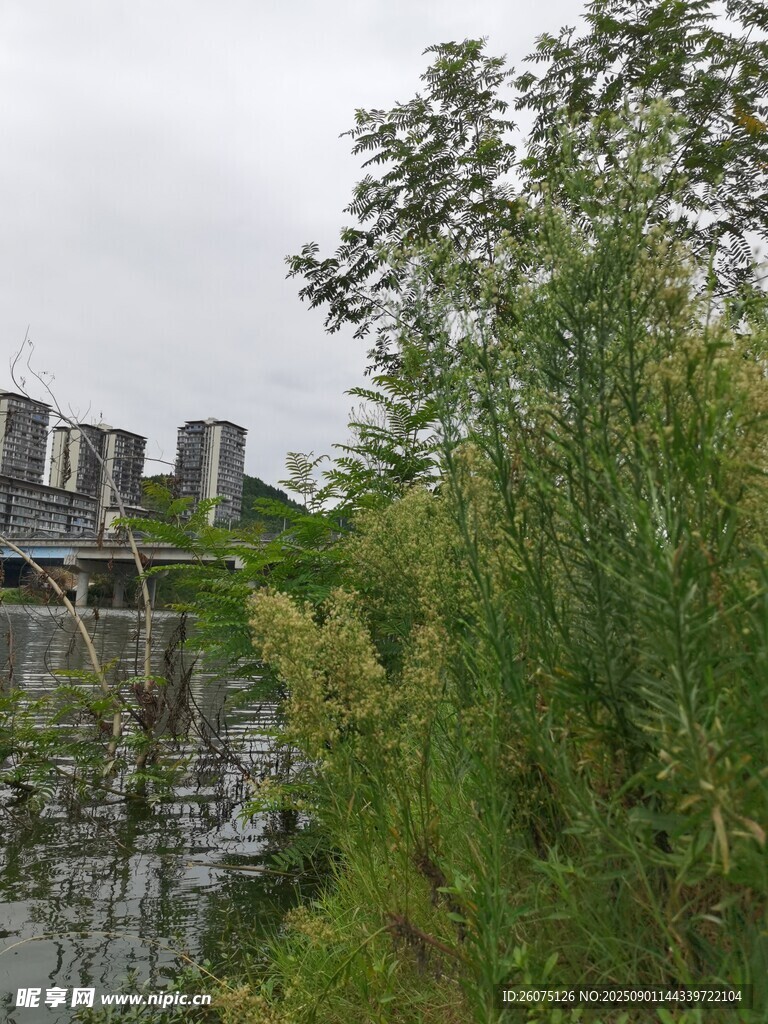 河畔绿植与远处建筑景观