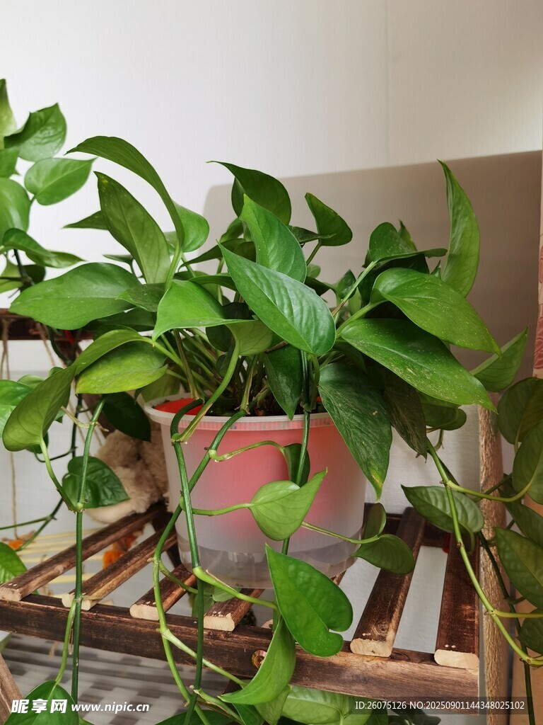 翠绿绿萝装点室内空间