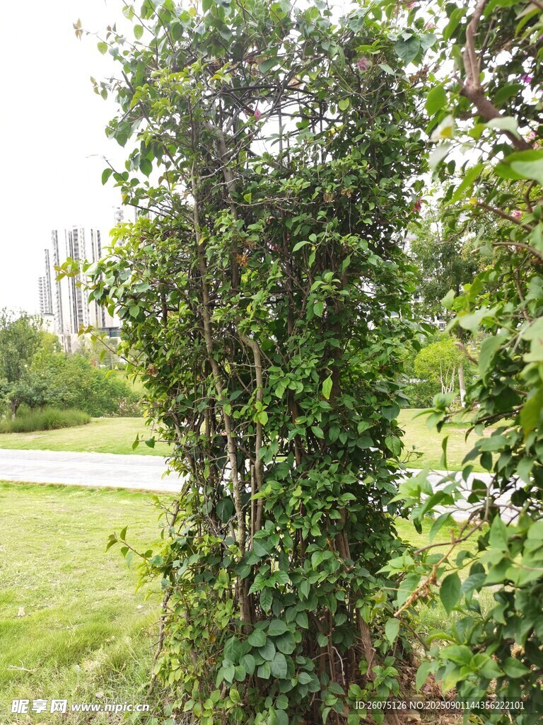 户外绿植藤蔓景观