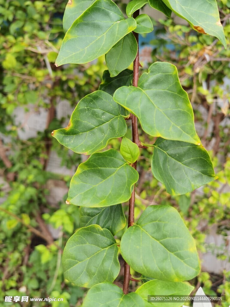 绿叶三角梅藤蔓特写