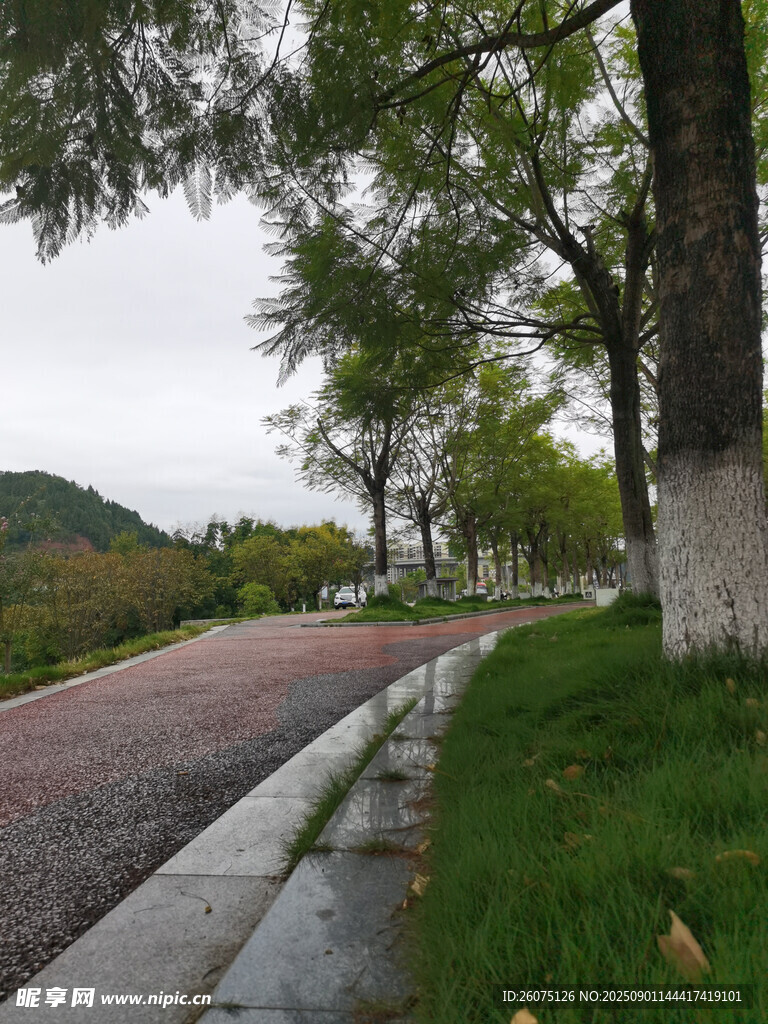 清新的林荫步道